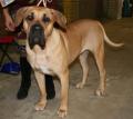 Dogo Canario