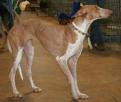 Podenco canario