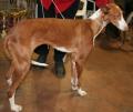 Podenco Ibizenco