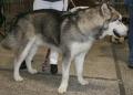 Malamute