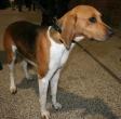 Beagle Harrier