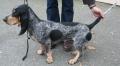 Basset bleu de Gascogne