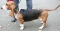 Basset art�sien normand