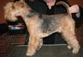 Lakeland terrier