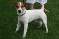 Jack russell terrier