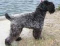 Kerry blue terrier