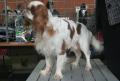 King charles