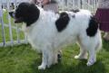 Landseer