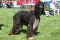 L�vrier afghan