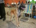 Malinois