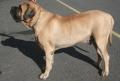 Mastiff