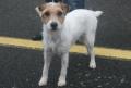 Parson Russell terrier