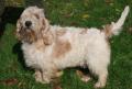 Petit basset griffon vend�en
