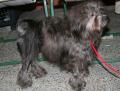 Petit chien lion
