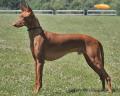 Chien du Pharaon