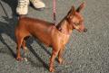 Pinscher nain