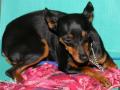 Pinscher moyen