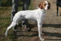 Pointer
