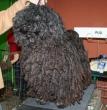 Puli