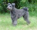 Pumi