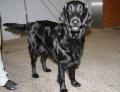Retriever � poil plat