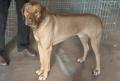 Rhodesian ridgeback