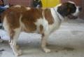 Saint-Bernard � poil long
