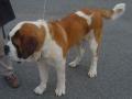 Saint-Bernard � poil court