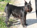 Schnauzer nain