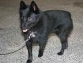 Schipperke