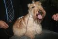 Scottish terrier