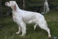 Setter anglais