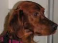 Setter irlandais rouge