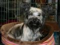 Skye terrier