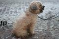 Soft coated wheaten