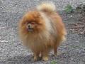 Spitz allemand