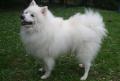 Spitz japonais