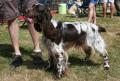 Springer anglais