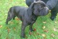 Staffordshire bull terrier