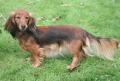 Teckel � poil long