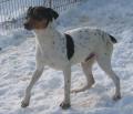 Terrier br�silien