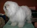 Terrier tib�tain