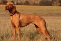 Vizsla � poil court