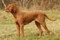Vizsla � poil dur
