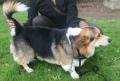 Corgi pembroke