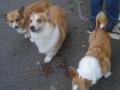 Corgi cardigan