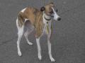 Whippet
