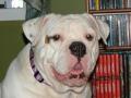 Alapaha Blue Blood Bulldog Alapaha Blue Blood Bulldog