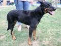 Beauceron Beauceron