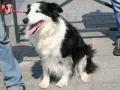 Border collie Border collie